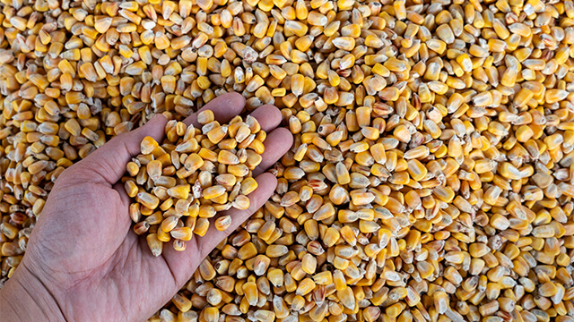 Dry corn kernels in hand