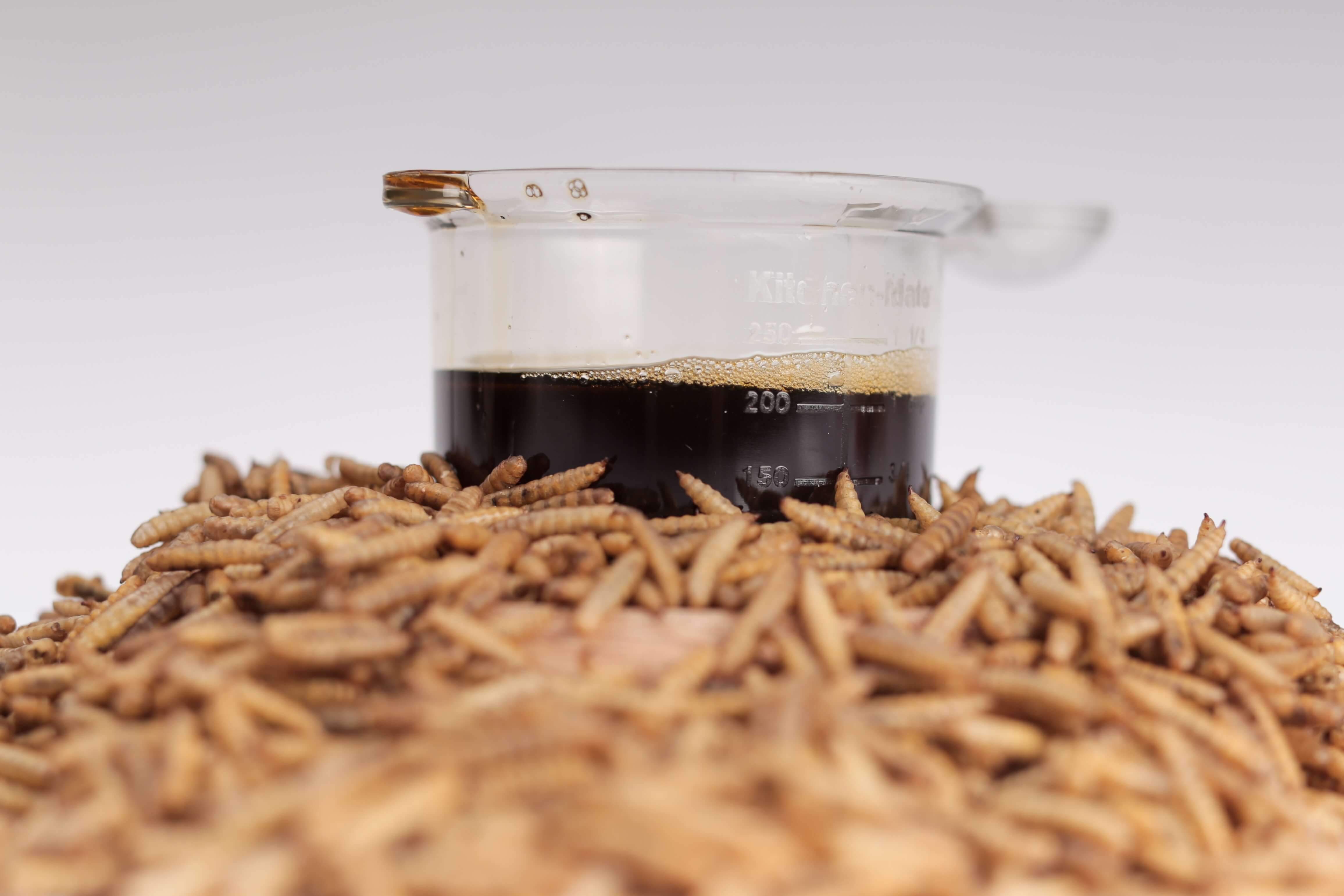 Insect larvae