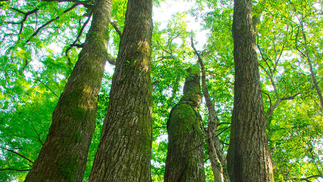 Mechanical pulp mill 640x360