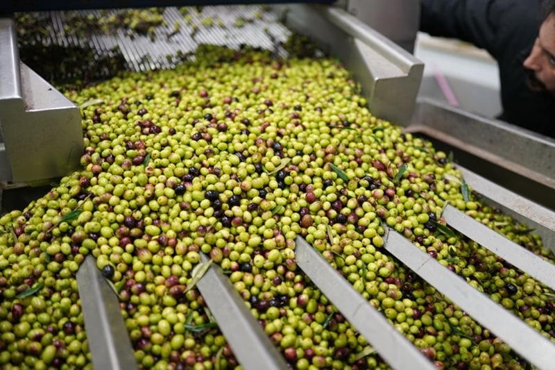 Produzione Olio di oliva.jpg