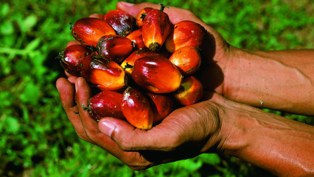 piantagione di palma